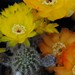 Thumbnail image of Lobivia, haematantha v. rebutioides fa chlorogona