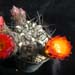Thumbnail image of Acanthocalycium, aurantiacum