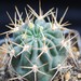 Thumbnail image of Acanthocalycium, variiflorum
