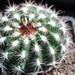Thumbnail image of Parodia, lauii