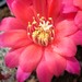 Thumbnail image of Rebutia (Aylostera) Hybrids, 'Fiona'