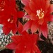 Thumbnail image of Rebutia (Aylostera) Hybrids, 'Judith'