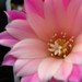 Thumbnail image of Rebutia (Aylostera) Hybrids, 'Magdalena'