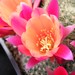 Thumbnail image of Rebutia (Aylostera) Hybrids, 'Phoebe'