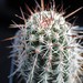 Thumbnail image of Echinocereus, ferreianus