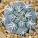 Thumbnail image of Gymnocalycium, cordobense Quilino
