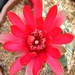 Thumbnail image of Gymnocalycium, rubriflorum