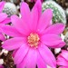 Thumbnail image of Rebutia (Aylostera) Hybrids, 'Joanna'