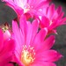 Thumbnail image of Rebutia (Aylostera) Hybrids, 'Glenda'