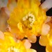Thumbnail image of Chamaelobivia (Southfield Nurseries Hybrid), 'Lincoln Curls'