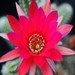 Thumbnail image of Chamaelobivia, 'Lincoln Jubilee'