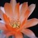 Thumbnail image of Chamaelobivia, 'Lincoln Mirage'