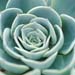 Thumbnail image of Echeveria, glauca cv. 'Silver Lining'