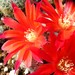 Thumbnail image of Rebutia (Aylostera) Hybrids, 'Gill'