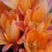 Thumbnail image of Rebutia (Aylostera) Hybrids, 'Jean'