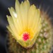 Thumbnail image of Notocactus, catharinae