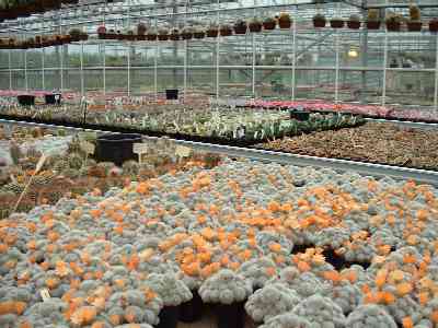 Just some of the wide variety of plants at Southfield Nurseries