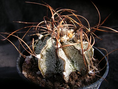 Photograph of Astrophytum, capricorne variety major