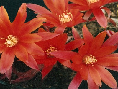Photograph of Rebutia (Aylostera) Hybrids, 'Clare'