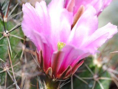 Photograph of Echinocereus, sarissophorus