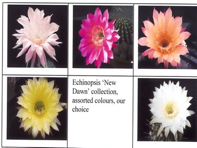 Photograph of Echinopsis (Southfield Nurseries Hybrid), 'New Dawn' hybrid Collection