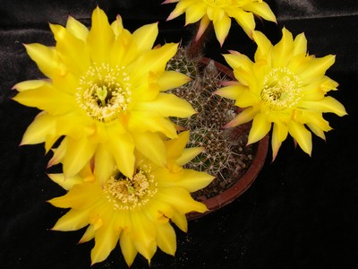 Photograph of Echinopsis (Southfield Nurseries Hybrid), 'Bourne's Golden Day'
