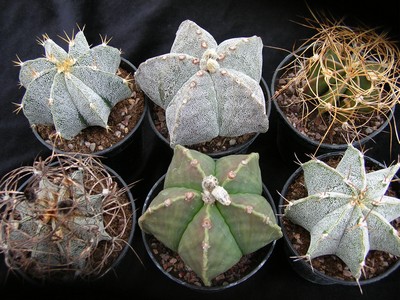 Photograph of Astrophytum, Mixed varieties