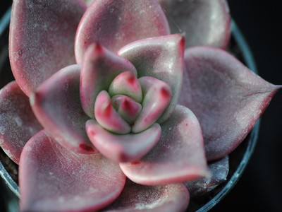 Photograph of Echeveria, agavoides 'Red Taurus'