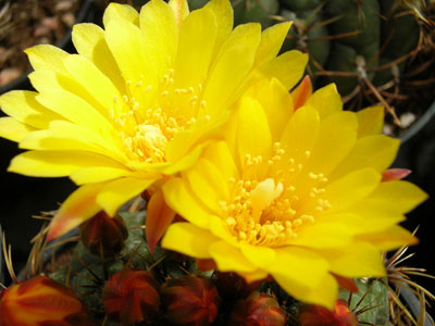 Photograph of Matucana, aureiflora