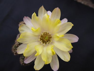 Photograph of Chamaelobivia (Southfield Nurseries Hybrid), 'Lincoln Lemon Sorbet'