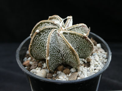 Photograph of Astrophytum, capricorne v minor fa