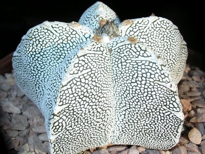 Photograph of Astrophytum, myriostigma cv 'Onzuka'