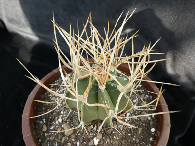 Photograph of Astrophytum, capricorne v crassisspinum (straw)