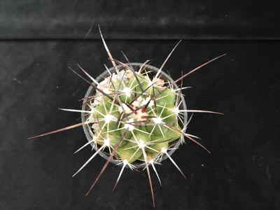 Photograph of Thelocactus, lophothele