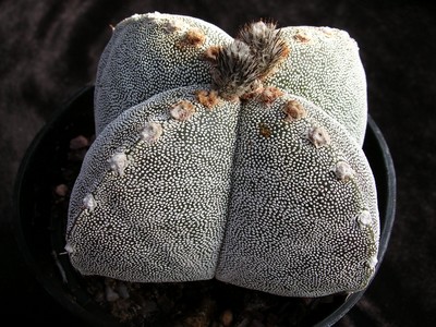 Photograph of Astrophytum, myriostigma variety quadricostatum