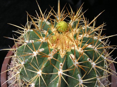 Photograph of Ferocactus, pottsii form
