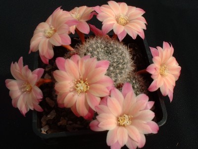 Photograph of Rebutia (Aylostera) Hybrids, 'Blessings'