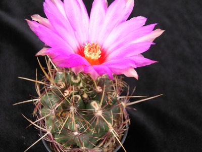 Photograph of Thelocactus, bicolor variety texensis