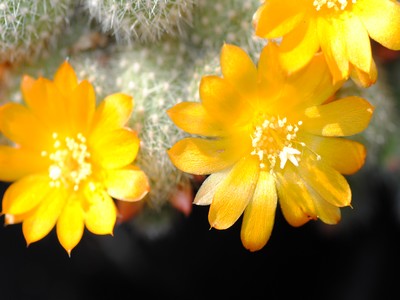 Photograph of Rebutia (Aylostera), fabrisii variety flaviflora