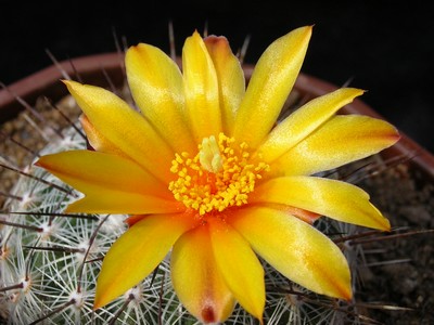 Photograph of Thelocactus, conothelos variety aurantiacus