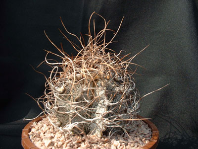 Photograph of Astrophytum, capricorne