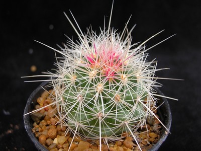 Photograph of Thelocactus, bicolor v. bolansis