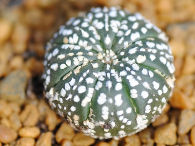 Photograph of Astrophytum, asterias cv Superkabuto