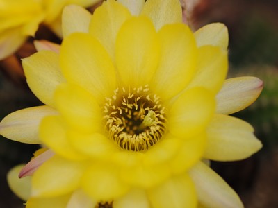 Photograph of Chamaelobivia (Southfield Nurseries Hybrid), 'Lincoln Beam'