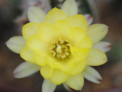 Photograph of Chamaelobivia (Southfield Nurseries Hybrid), 'Lincoln Gleam'