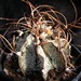 Thumbnail image of Astrophytum, capricorne variety major