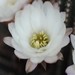 Thumbnail image of Chamaelobivia (Southfield Nurseries Hybrid), 'Lincoln Dove'