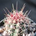 Thumbnail image of Thelocactus, bicolor v. parras