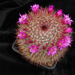 Thumbnail image of Mammillaria, spinosissima v. rubens