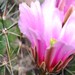 Thumbnail image of Echinocereus, sarissophorus